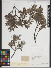 Foto von Salix lapponum L.